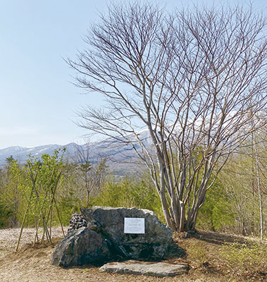 桜の樹木葬